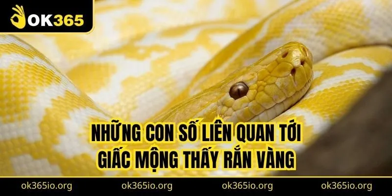 Mơ Thấy Rắn Vàng: Ý Nghĩa, Luận Số Mơ Chuẩn Từ Cao Thủ 3 Với giấc mộng thấy rắn vàng chung chung, bạn tham khảo số 09, 38